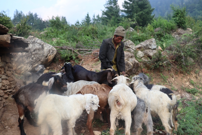 goat farm-mugu-haridevi-husband1688221152.JPG